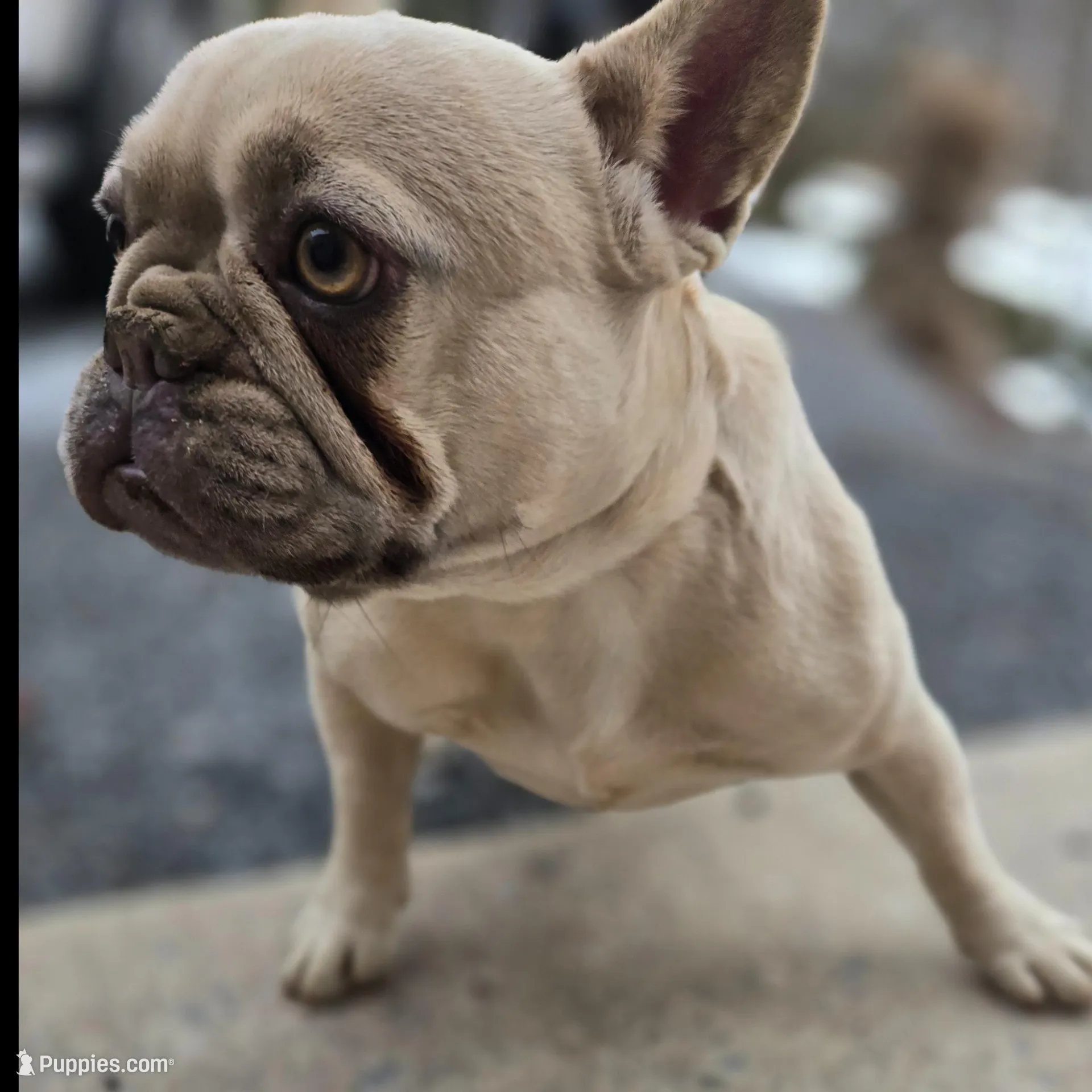 Chloe, a female French Bulldog for sale in New Holland, PA – Photo 2 of 6