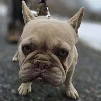 Chloe, a female French Bulldog for sale in New Holland, PA – Photo 1 of 6