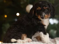 Pluto, a male Miniature Bernedoodle for sale in New Holland, PA – Photo 1 of 5