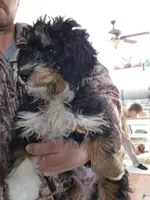 Pluto, a male Miniature Bernedoodle for sale in New Holland, PA – Photo 4 of 5