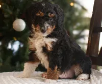 Pluto, a male Miniature Bernedoodle for sale in New Holland, PA – Photo 3 of 5