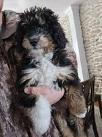 Pluto, a male Miniature Bernedoodle for sale in New Holland, PA – Photo 5 of 5