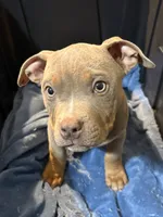 Taz, a male American Bully for sale in Augusta, GA – Photo 3 of 3