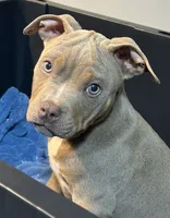 Taz, a male American Bully for sale in Augusta, GA – Photo 2 of 3