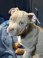 Taz, a male American Bully for sale in Augusta, GA – Photo 1 of 3