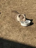 ace, a male American Bully for sale in Augusta, GA – Photo 2 of 3