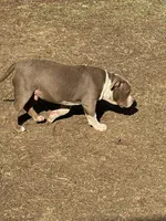 ace, a male American Bully for sale in Augusta, GA – Photo 3 of 3