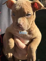 none have names, a male American Bully for sale in Augusta, GA – Photo 4 of 7