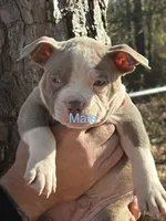 none have names, a male American Bully for sale in Augusta, GA – Photo 3 of 7