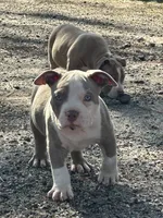 none have names, a male American Bully for sale in Augusta, GA – Photo 7 of 7