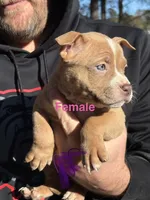 none have names, a male American Bully for sale in Augusta, GA – Photo 2 of 7