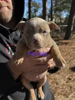 none have names, a male American Bully for sale in Augusta, GA – Photo 1 of 7