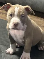 none have names, a male American Bully for sale in Augusta, GA – Photo 5 of 7