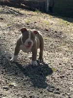 none have names, a male American Bully for sale in Augusta, GA – Photo 6 of 7