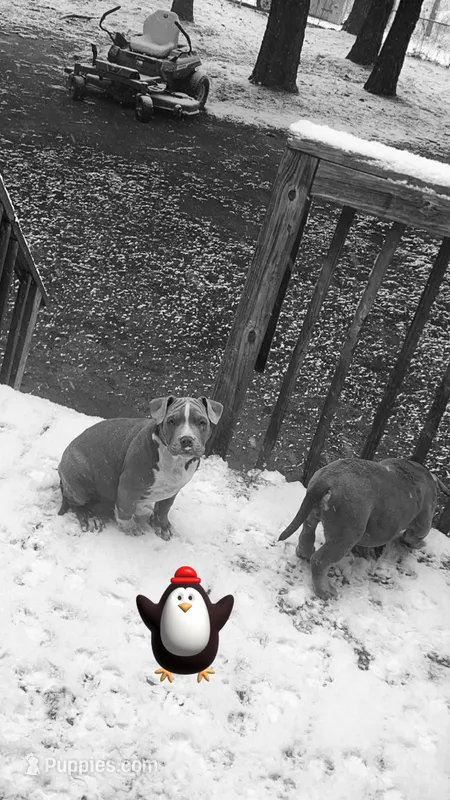 xena, a female American Bully for sale in Augusta, GA – Photo 1 of 2