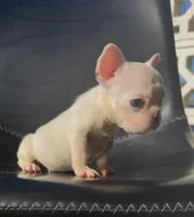 Koby, a male French Bulldog for sale in San Diego, CA – 3 of 3