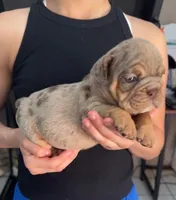 Moses, a male English Bulldog for sale in San Diego, CA – 3 of 3