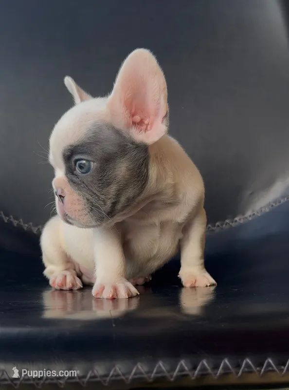 Koby – French Bulldog puppy for sale in San Diego, CA