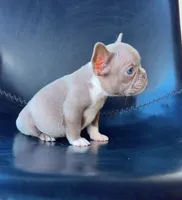 Karma, a female French Bulldog for sale in San Diego, CA – Photo 3 of 4