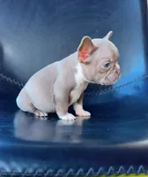 Karma, a female French Bulldog for sale in San Diego, CA – Photo 4 of 4