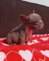 Karma, a female French Bulldog for sale in San Diego, CA – Photo 1 of 4