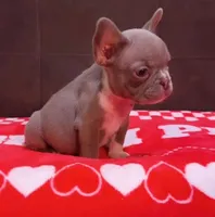 Karma, a female French Bulldog for sale in San Diego, CA – Photo 2 of 4