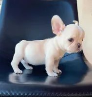 Coconut, a male French Bulldog for sale in San Diego, CA – Photo 2 of 2