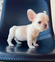 Coconut, a male French Bulldog for sale in San Diego, CA – Photo 1 of 2