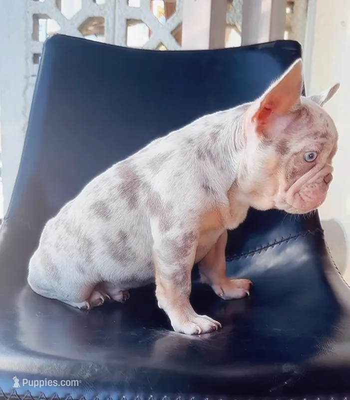 Sebastian, a male French Bulldog for sale in San Diego, CA – Photo 1 of 3