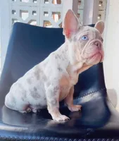 Sebastian, a male French Bulldog for sale in San Diego, CA – Photo 2 of 3