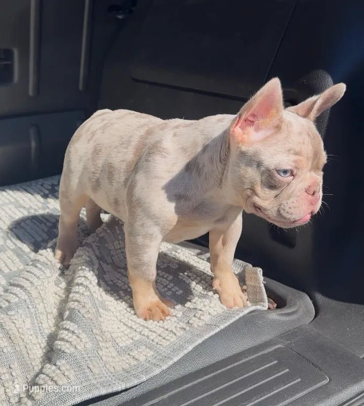 Sebastian – French Bulldog puppy for sale in San Diego, CA