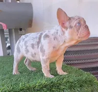 Sebastian, a male French Bulldog for sale in San Diego, CA – Photo 3 of 3