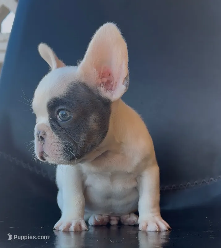 Koby – French Bulldog puppy for sale in San Diego, CA