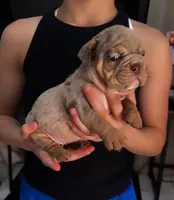 Moses, a male English Bulldog for sale in San Diego, CA – 2 of 3