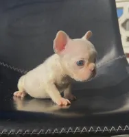 Koby, a male French Bulldog for sale in San Diego, CA – 2 of 3