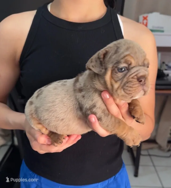 Moses – English Bulldog puppy for sale in San Diego, CA