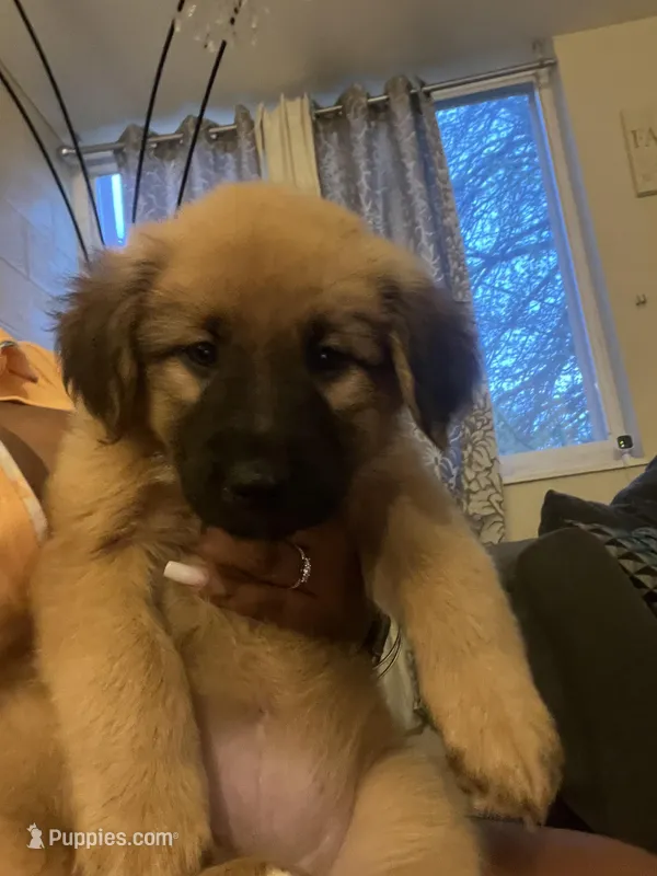 Halo – German Shepherd Dog puppy for sale in Wilkes Barre, PA