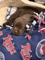 Pierce, a male Labrador Retriever for sale in Claremont, MN – 10 of 10