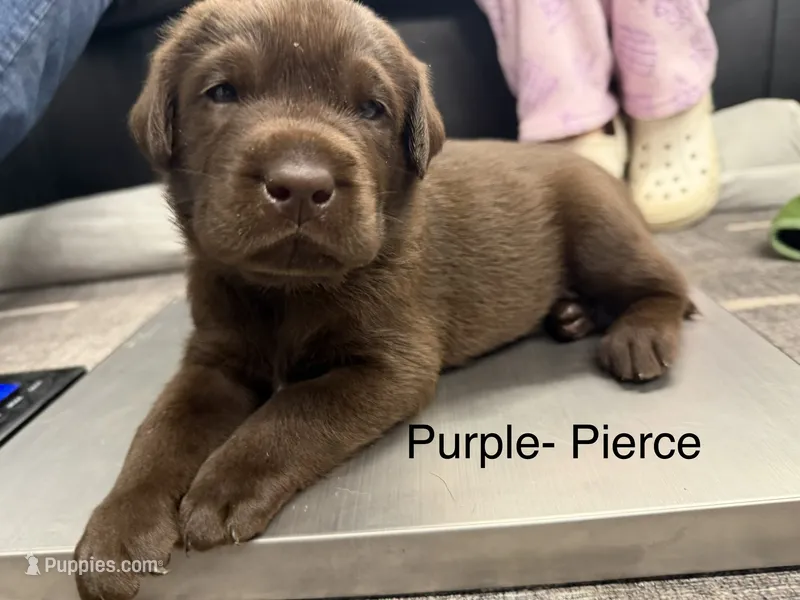 Pierce – Labrador Retriever puppy for sale in Claremont, MN