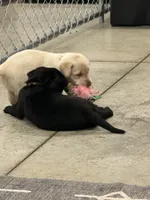 George, a male Labrador Retriever for sale in Claremont, MN – 3 of 8