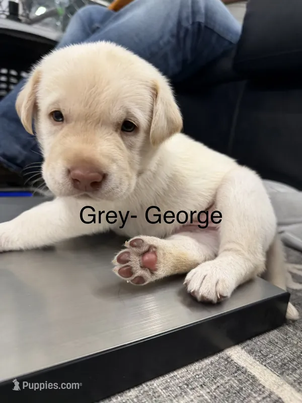 George – Labrador Retriever puppy for sale in Claremont, MN