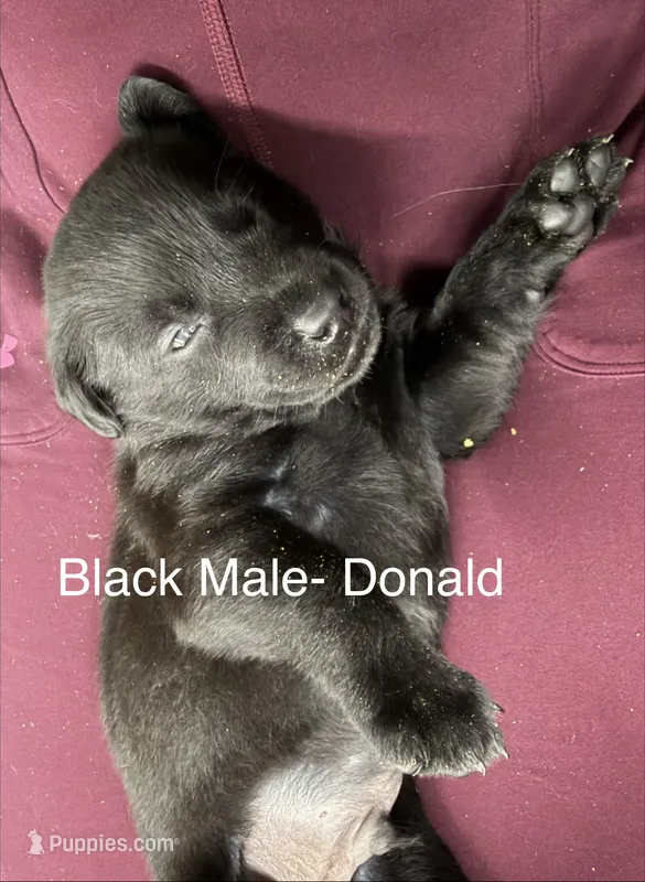 Donald – Labrador Retriever puppy for sale in Claremont, MN