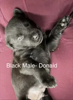 Donald, a male Labrador Retriever for sale in Claremont, MN – 1 of 7