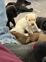 George, a male Labrador Retriever for sale in Claremont, MN – 2 of 8