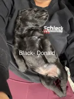 Donald, a male Labrador Retriever for sale in Claremont, MN – 2 of 7