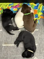 Donald, a male Labrador Retriever for sale in Claremont, MN – 3 of 7