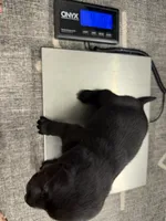 Donald, a male Labrador Retriever for sale in Claremont, MN – 6 of 7