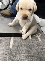 George, a male Labrador Retriever for sale in Claremont, MN – 5 of 8