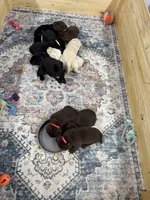 George, a male Labrador Retriever for sale in Claremont, MN – 8 of 8