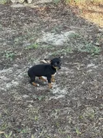 Lyla, a female Chihuahua for sale in Williston, FL – Photo 4 of 4